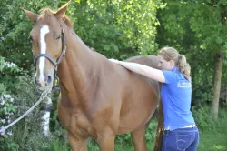 behandeling fysiotherapie paard