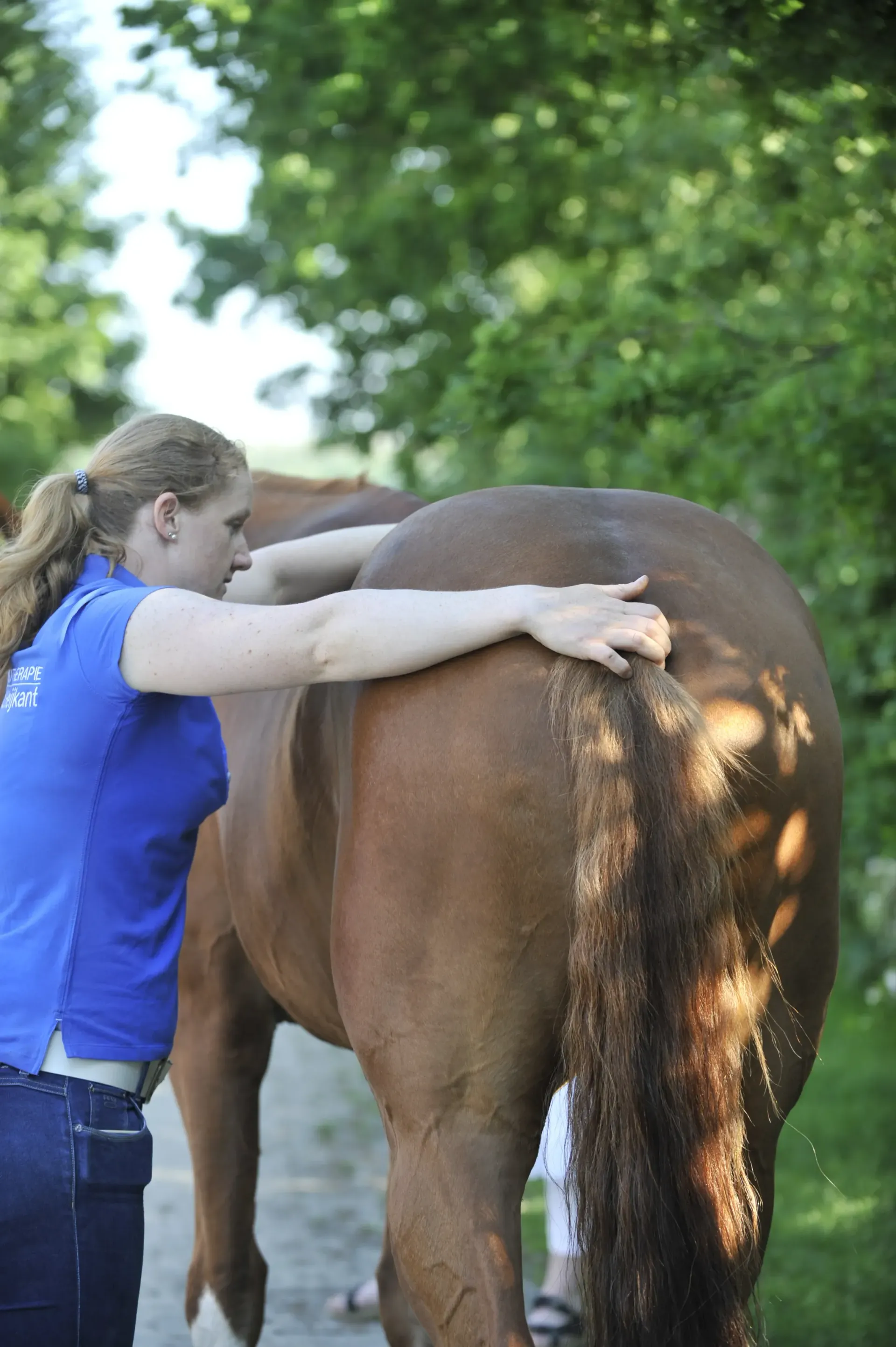 behandeling fysiotherapie paard
