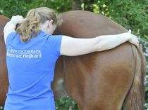 behandeling fysiotherapie paard