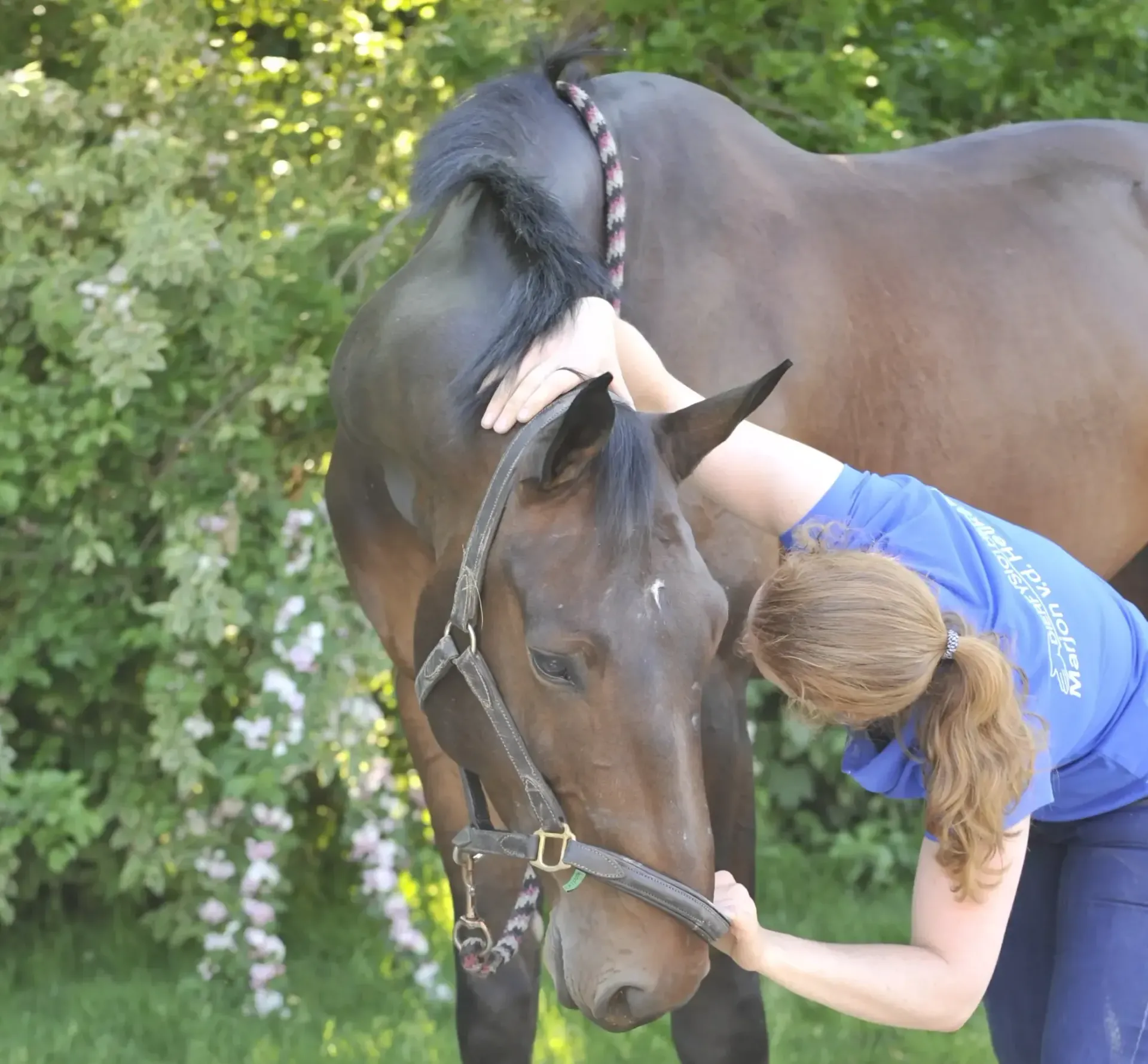 behandeling fysiotherapie paard