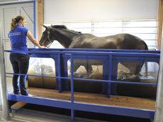 Paard in aquatrainer