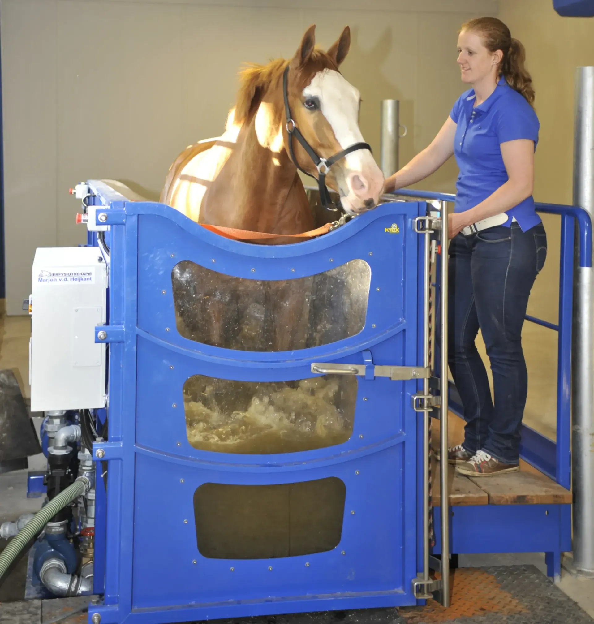 Paard in aquatrainer van voren