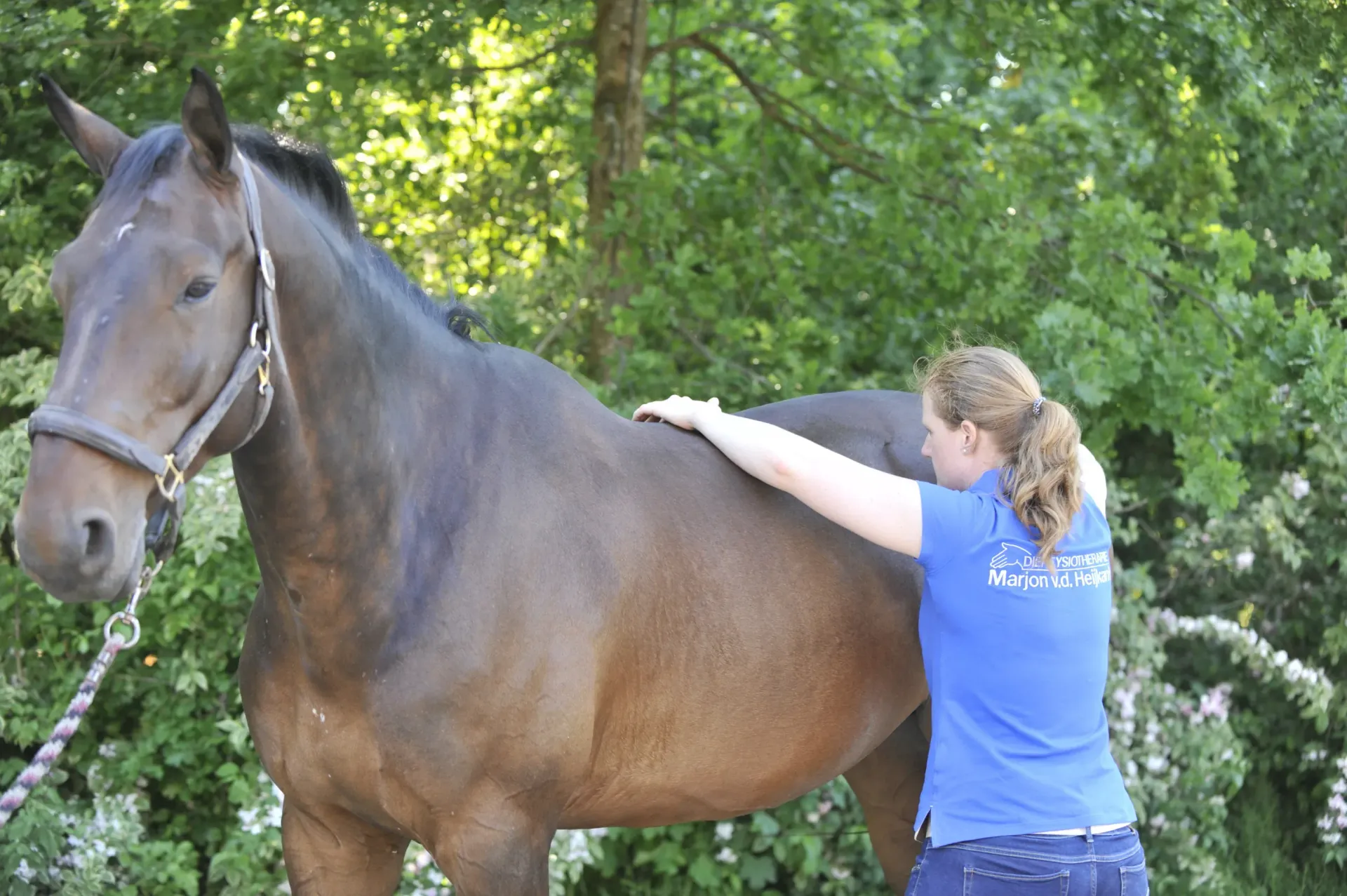 behandeling fysiotherapie paard