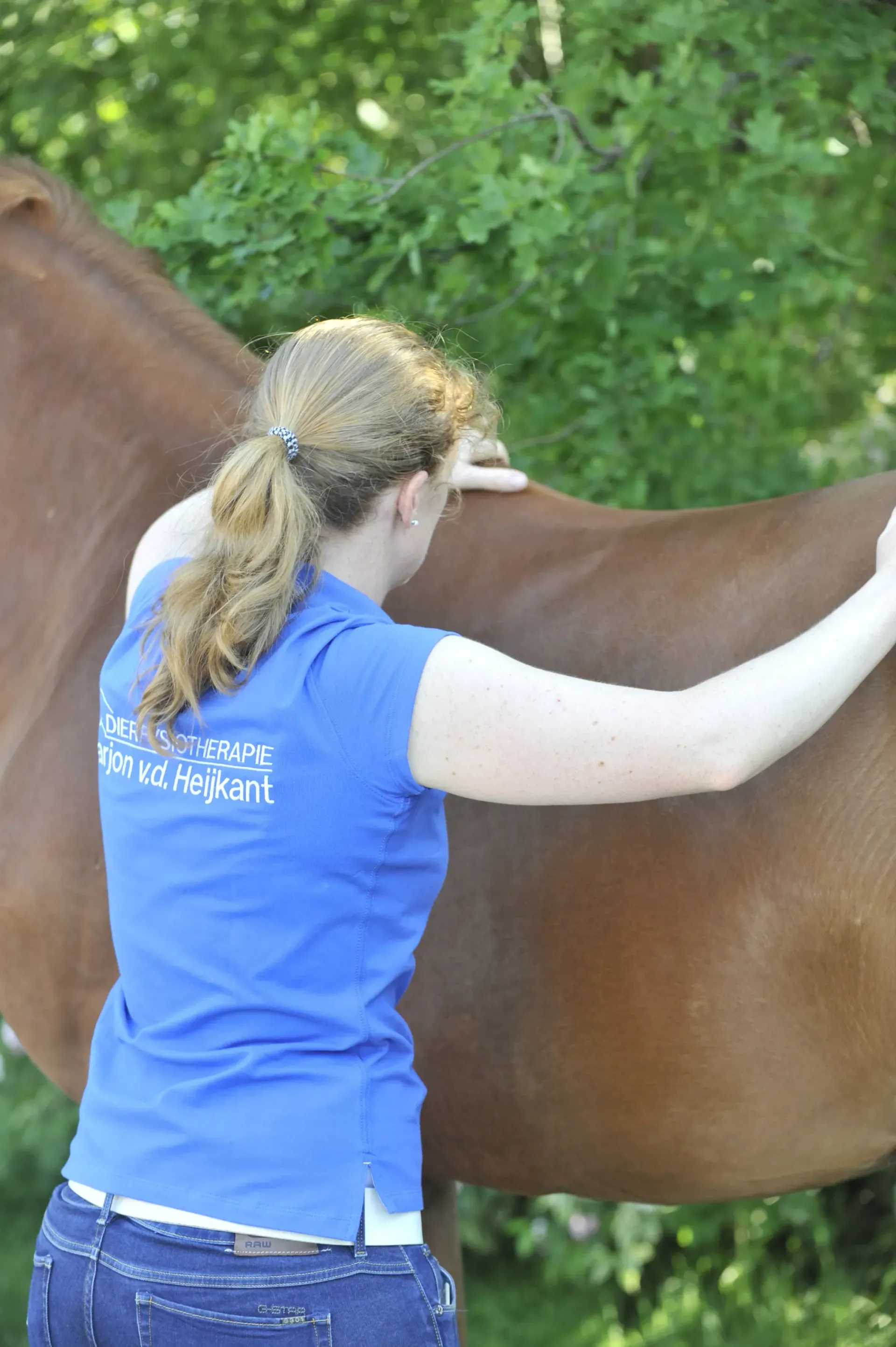 behandeling fysiotherapie paard