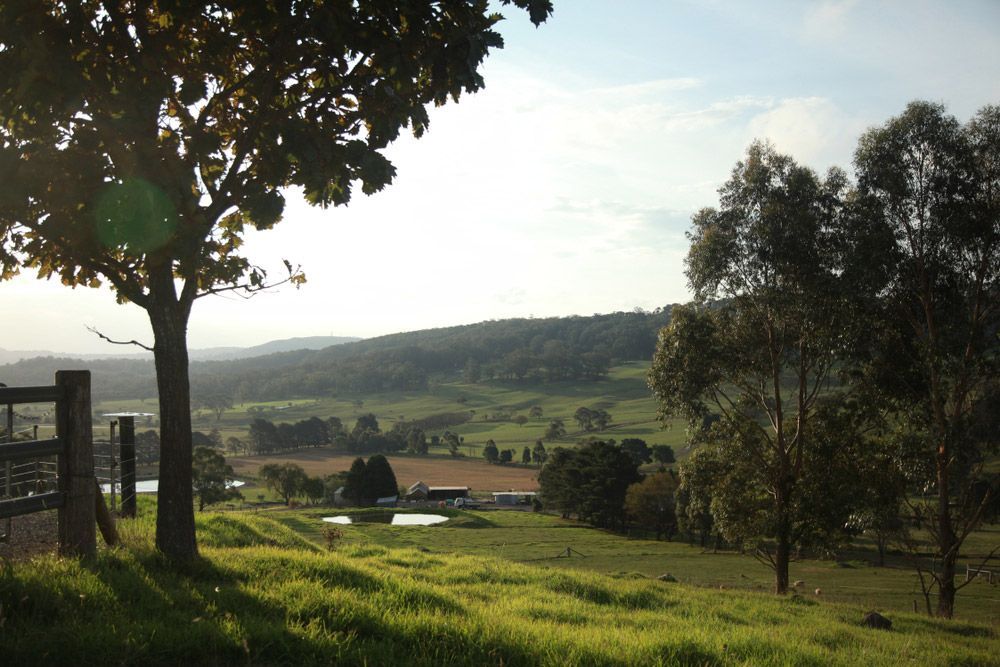 A Tree in A Field with A Fence in The Foreground — Glass in Southern Highlands, NSW
