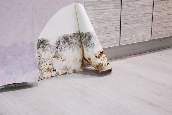 Mold-damaged wall corner with peeling paint and dark stains along the baseboard floor