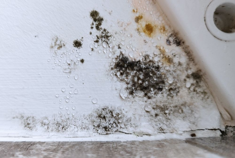 Mold and mildew stains on a white wall near the floor and baseboard, with peeling paint and a vent corner.