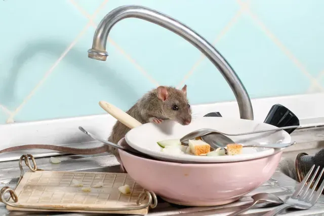 une souris est assise sur un bol de vaisselle dans un évier .
