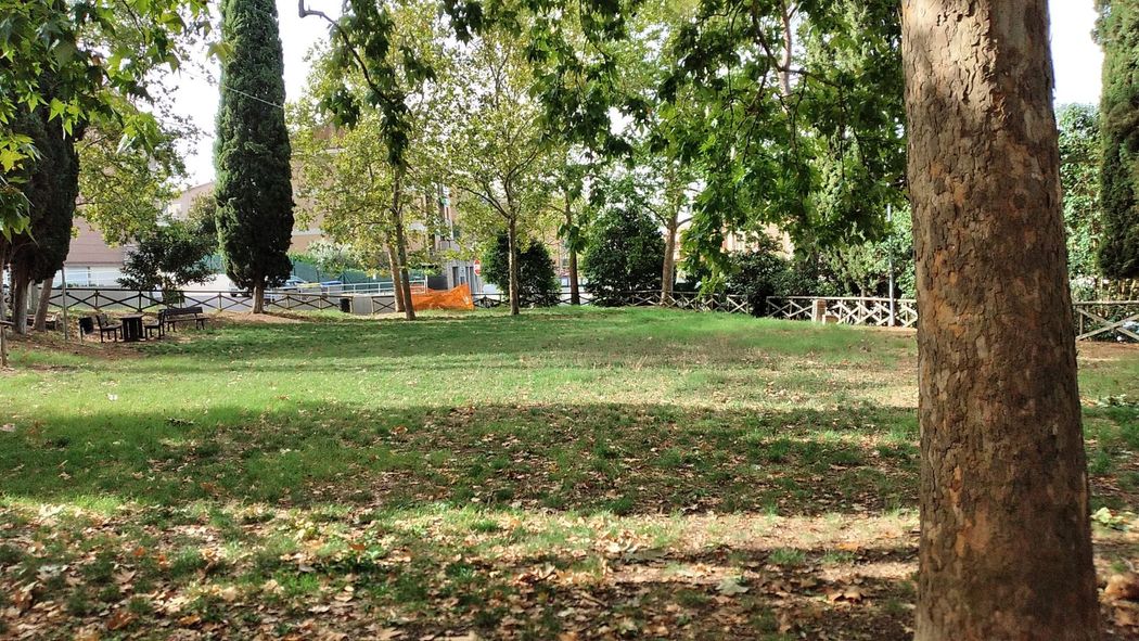 Prato di un parco alberato con panchine sparse e alcune auto in lontananza, visto da sotto un albero.