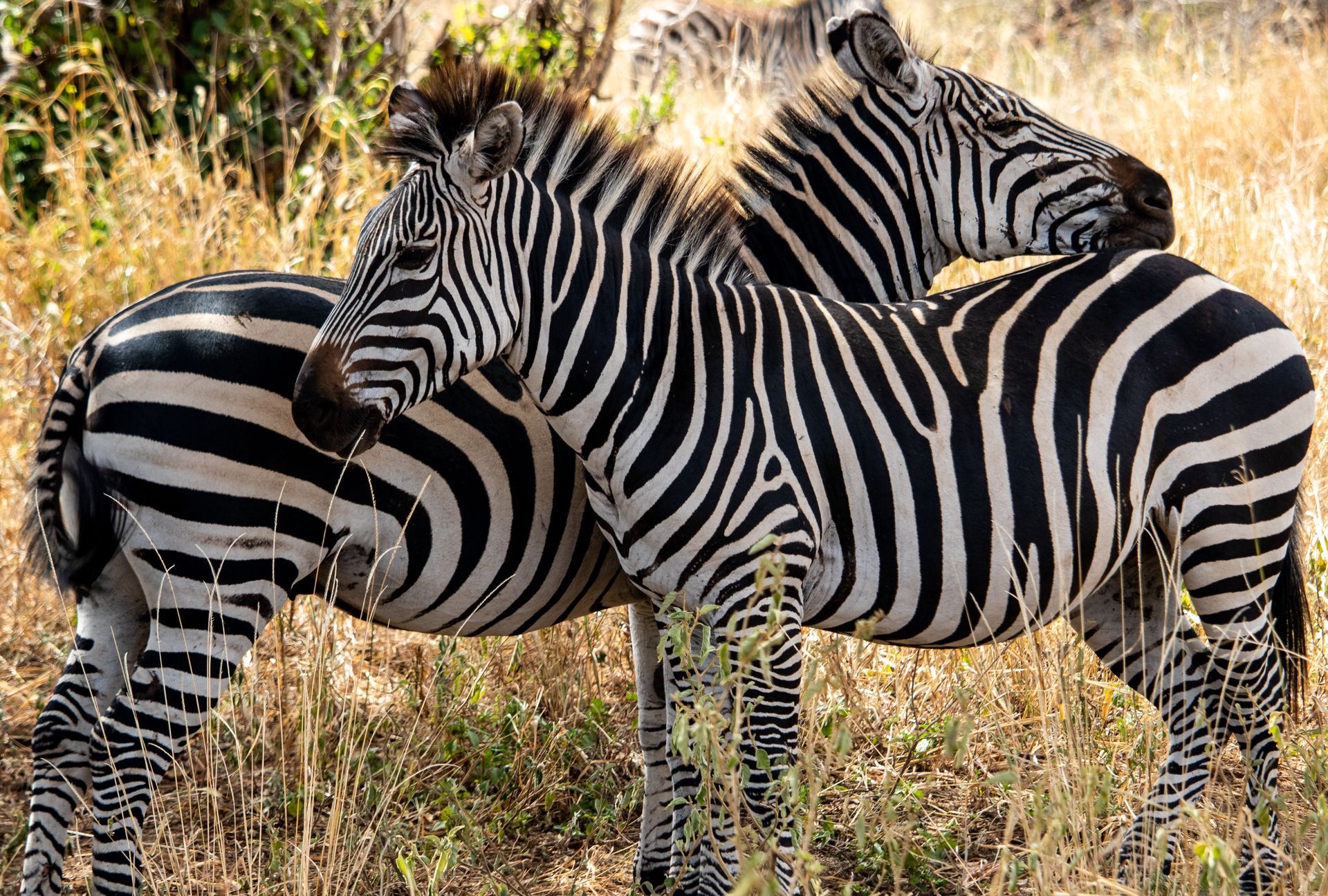 Three zebras standing together in dry grass, black-and-white stripes visible.