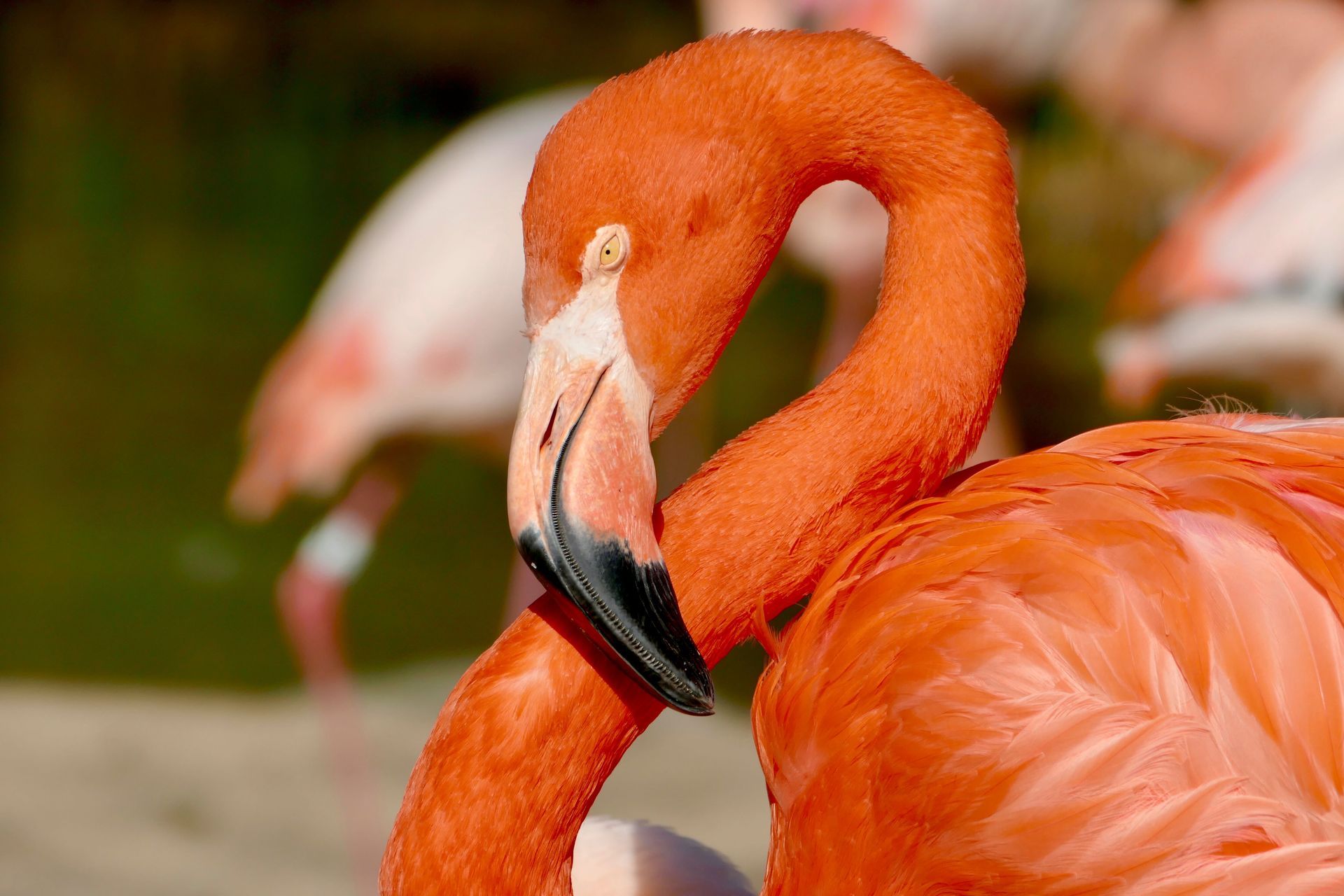 Close-up of a bright orange flamingo preening its beak, with another flamingo blurred in the background
