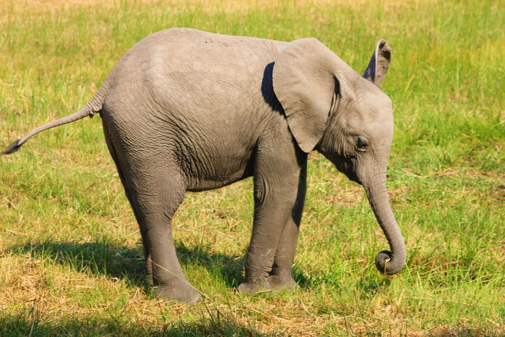 Young elephant grazing in a grassy field