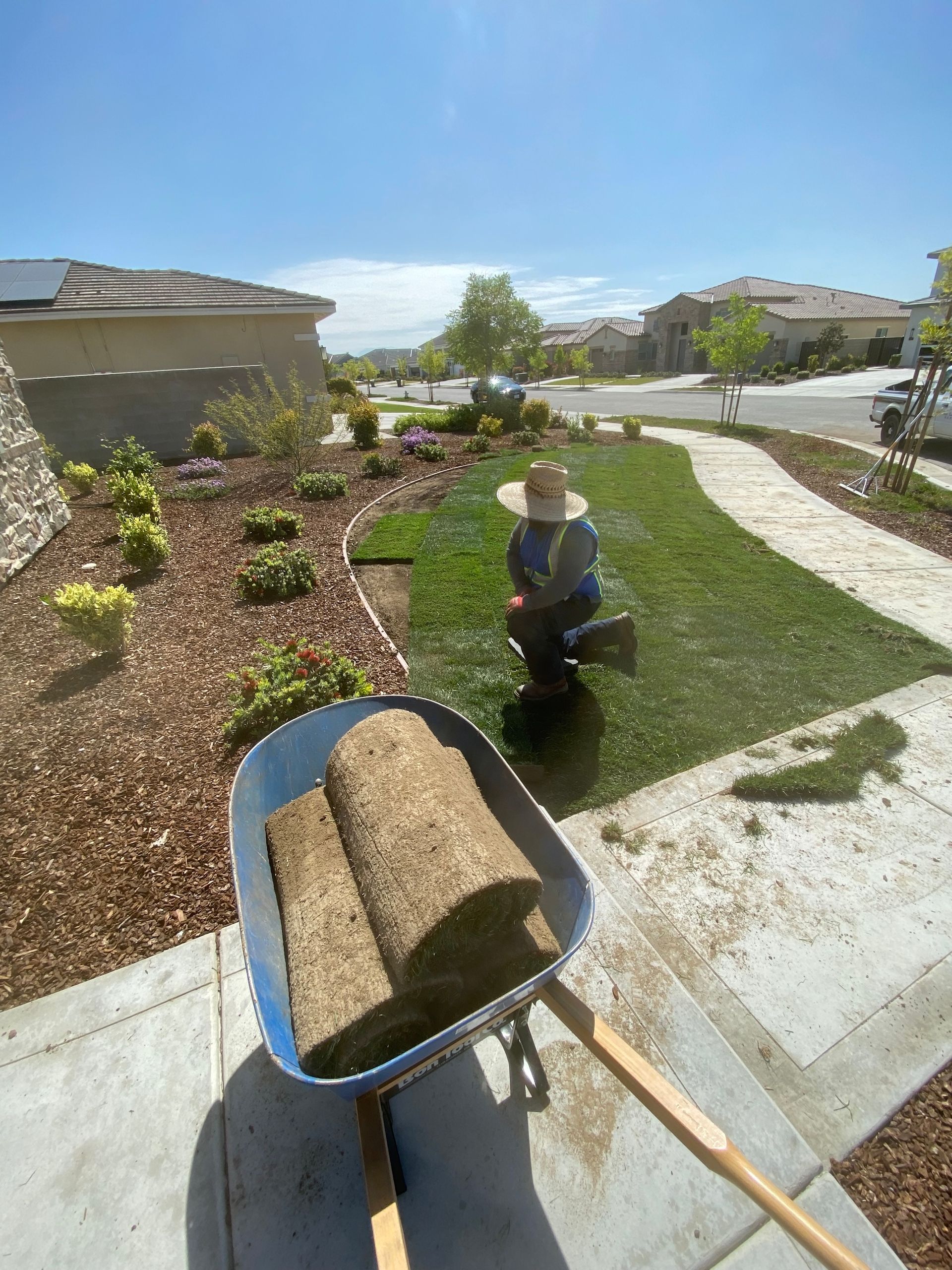 Person installing sod in front yard with a wheelbarrow of rolled sod; sunny day.