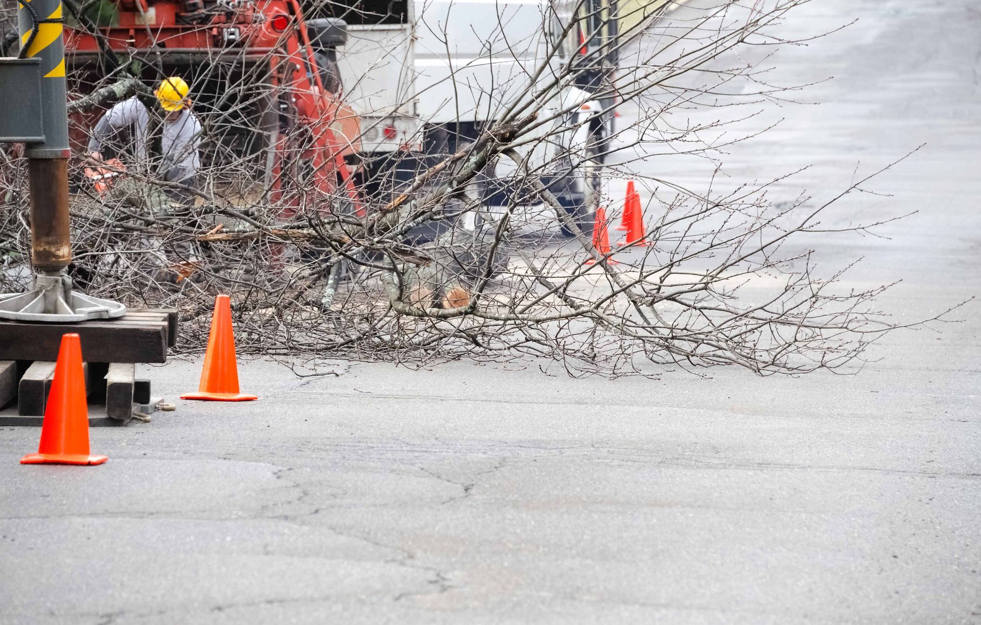Roadwork scene with orange cones, fallen tree branches, and workers near a construction area