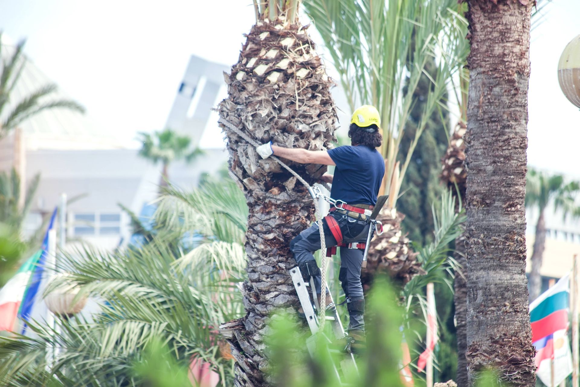 Worker trimming a palm tree with safety gear amid tropical greenery