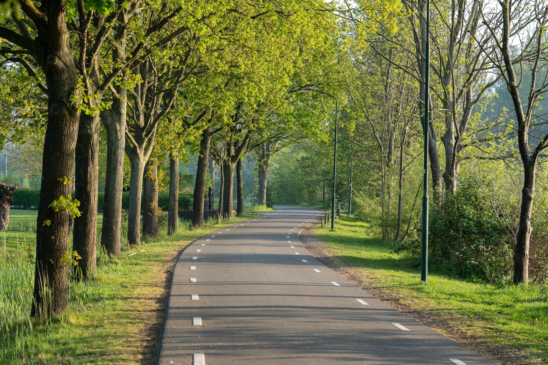 private road surrounded by trees