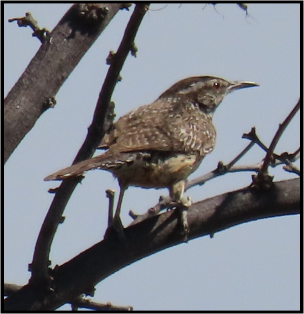 Big Bend Part 2 Scouting Dugout Wells & Rio Grande Village