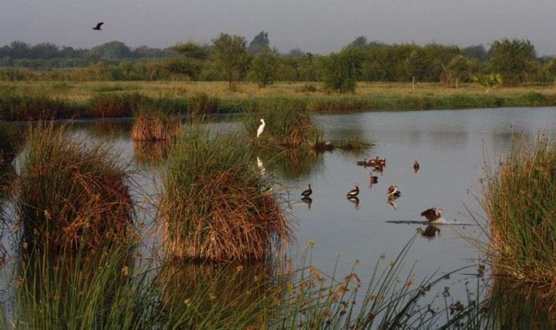 Wetland scene: Water with tufts of grass, several birds, trees in the background, a bird flying.
