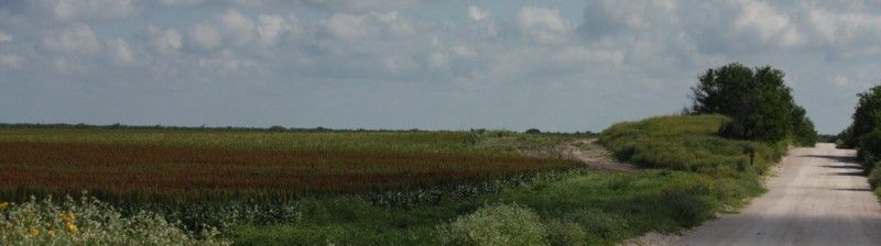 Dirt road winds through a field of marshy vegetation under a cloudy sky.