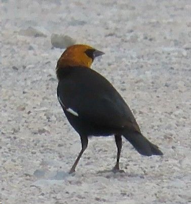 A black bird with a yellow head is standing on the ground.