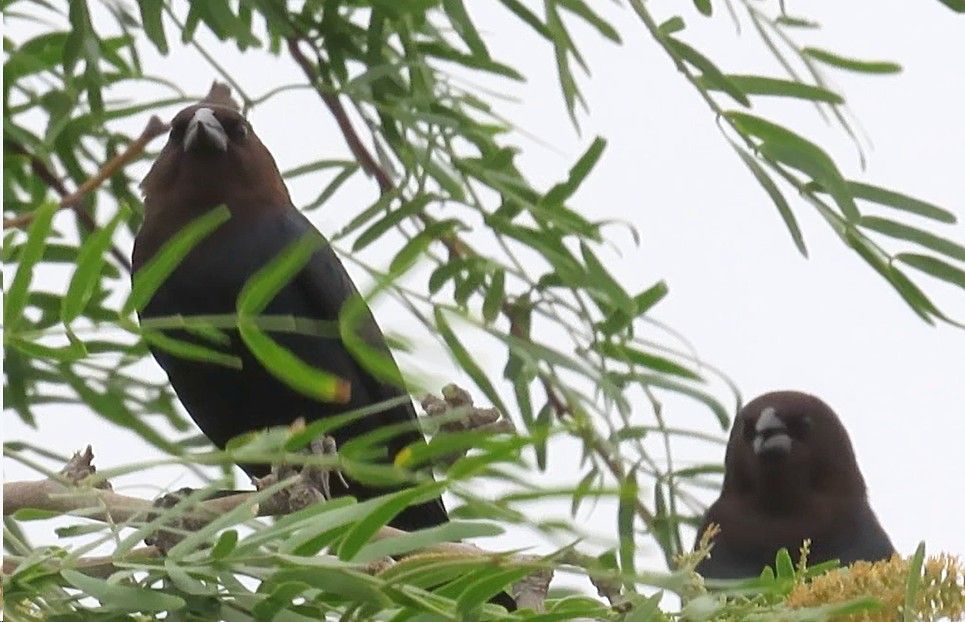 Two black birds are perched on a tree branch