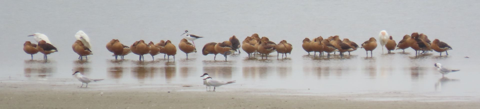 A flock of birds are standing in the water on a beach.