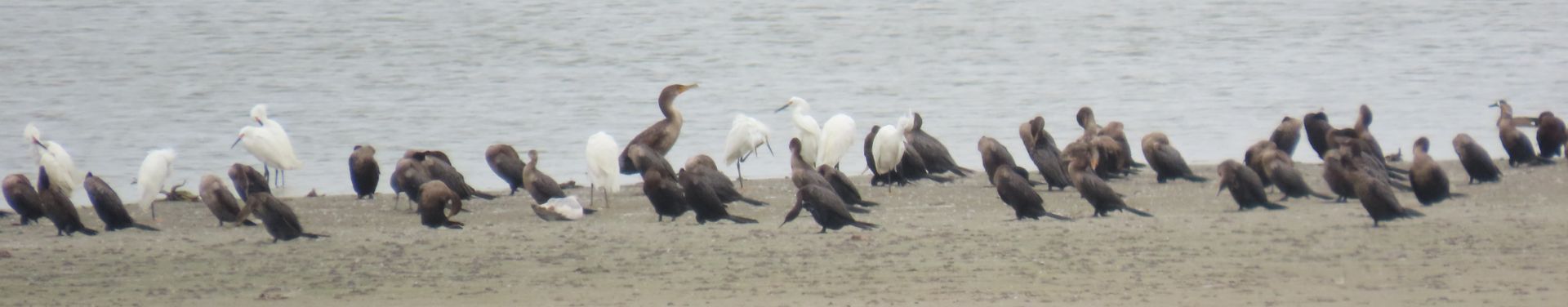 A flock of birds are standing in a field.