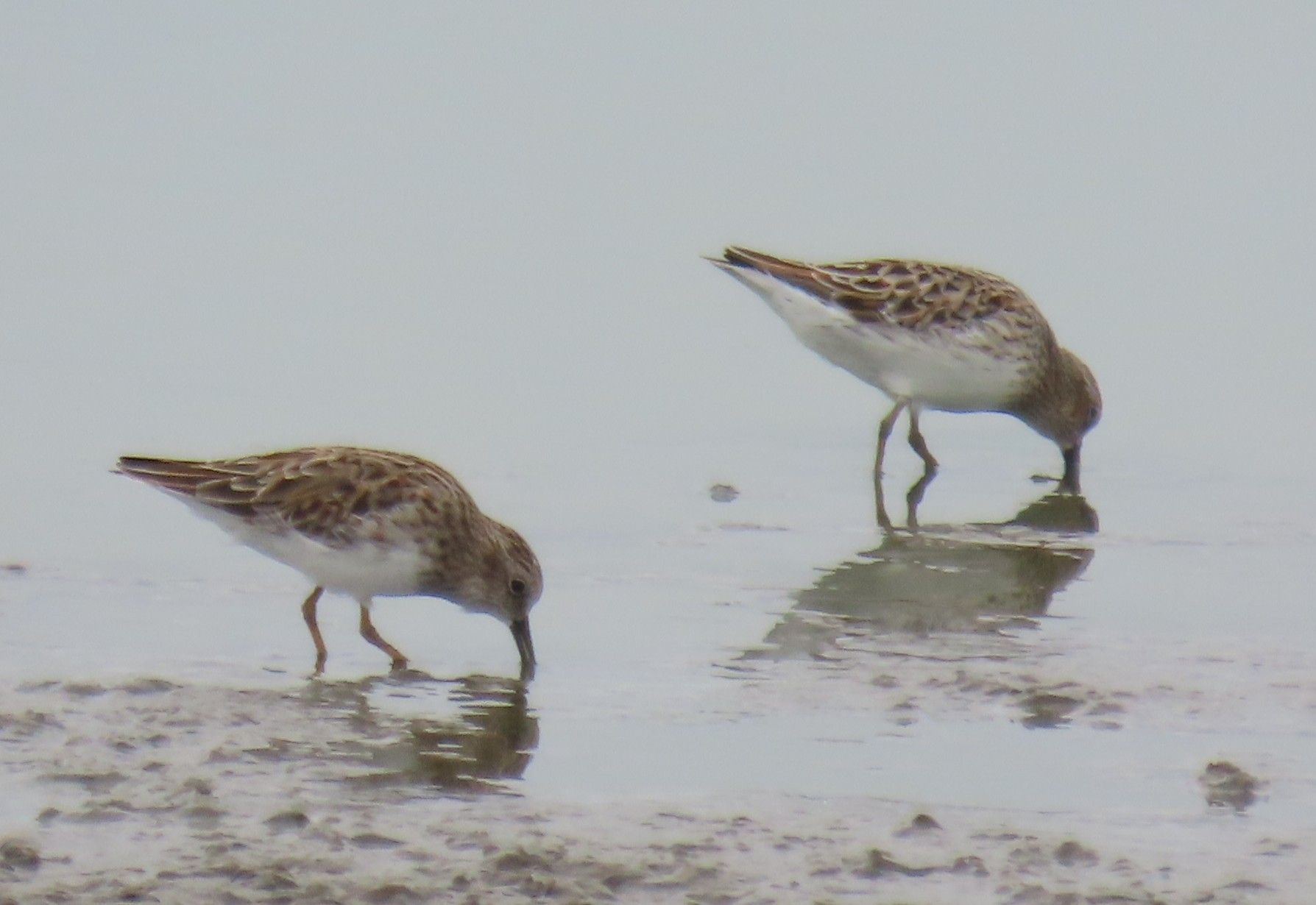 Two birds are standing in the water looking for food