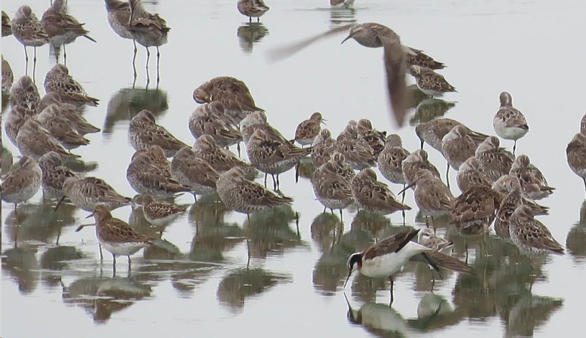 A large flock of birds are standing in the water