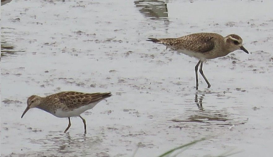 Two birds are standing in a puddle of water.