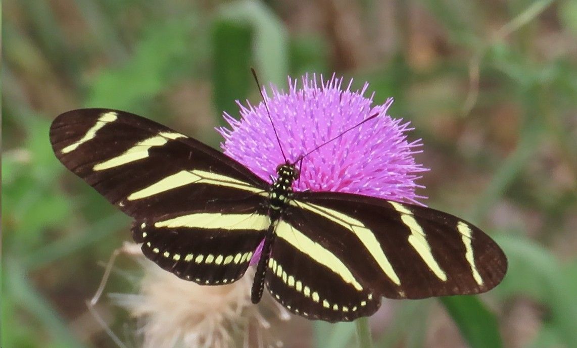 A butterfly is sitting on top of a purple flower