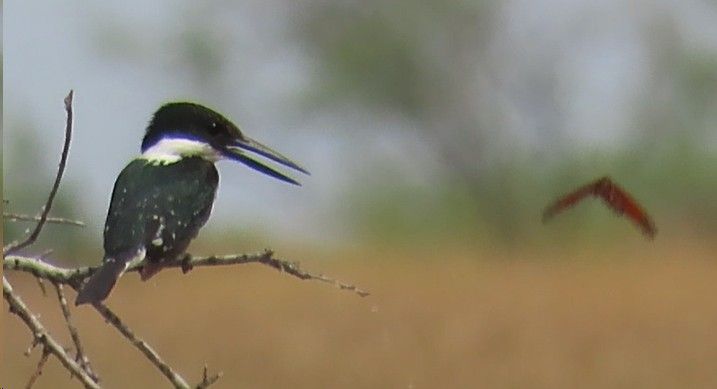 A bird is perched on a branch with a dragonfly flying in the background.