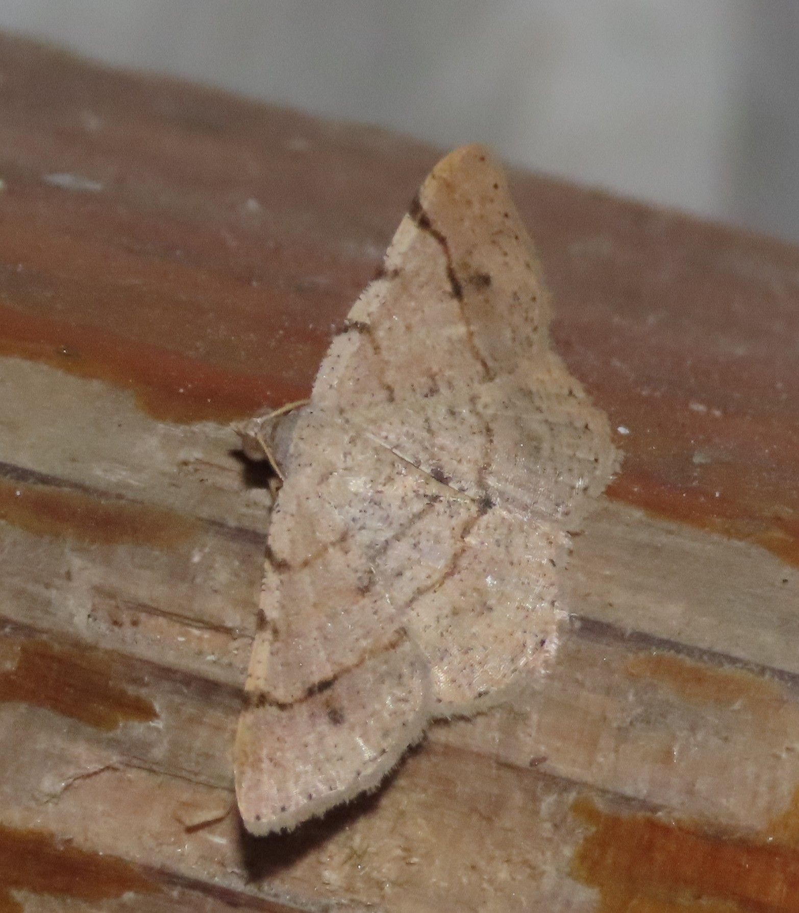 A moth is sitting on a piece of wood.