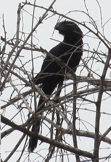 A black bird is perched on a tree branch
