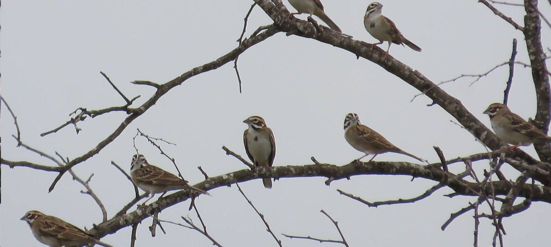 A flock of birds perched on a tree branch