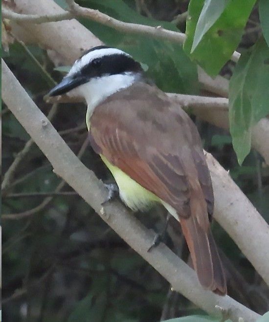 A small brown and white bird perched on a tree branch