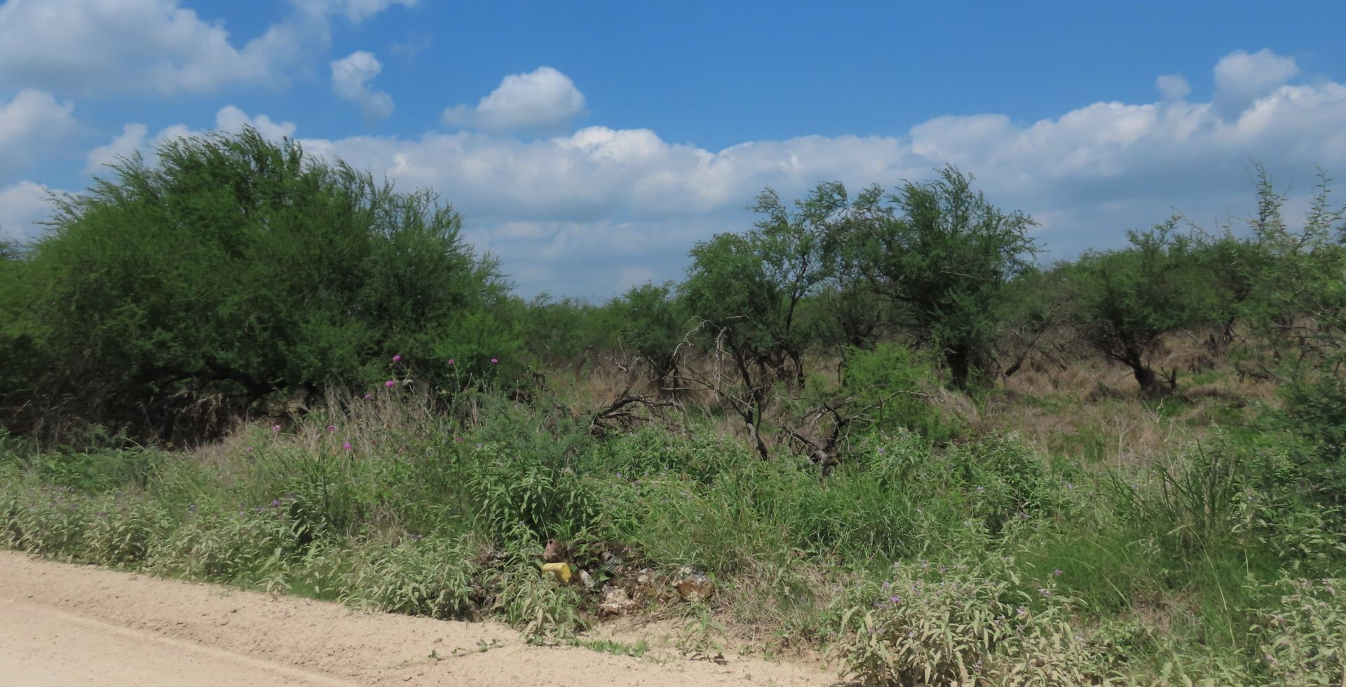 A green landscape with bushes and trees under a blue sky with clouds.