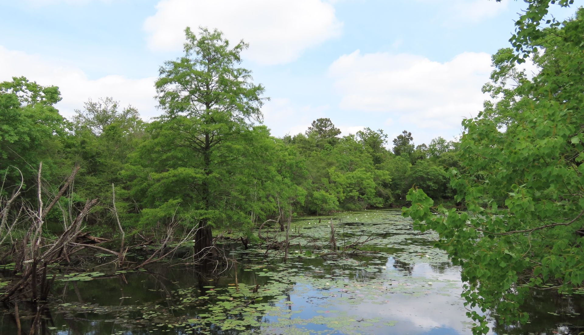 Lush green swamp with trees, lily pads, and a reflective water surface under a partly cloudy sky.