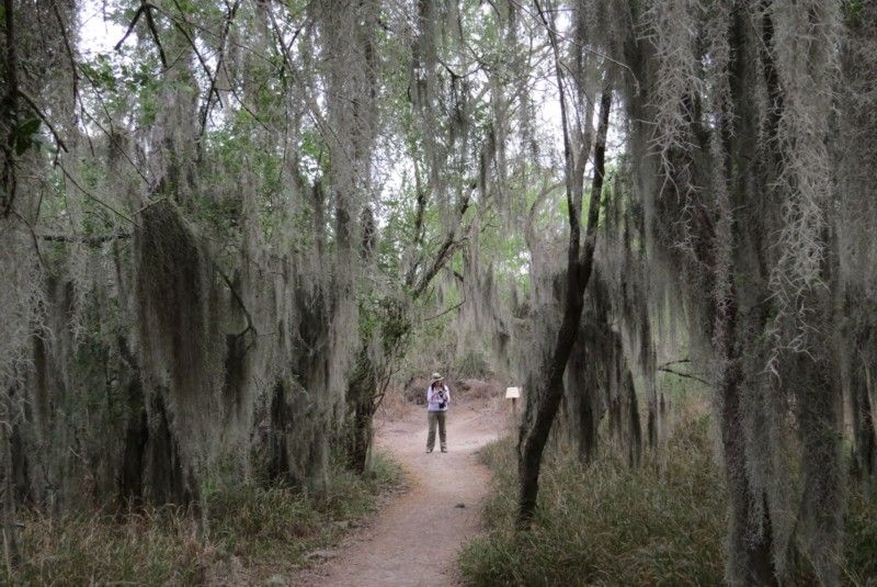 Person on a dirt path through a forest with trees draped in Spanish moss.