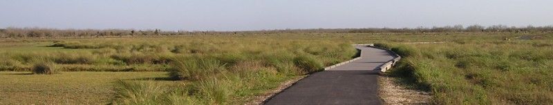 A winding road through a grassy marsh under a pale blue sky.