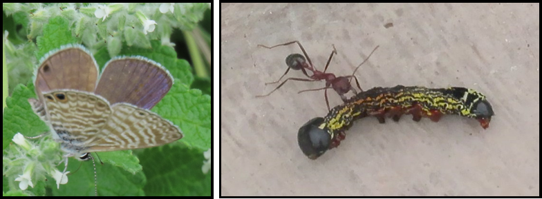 A butterfly is sitting on a leaf next to an ant and a caterpillar