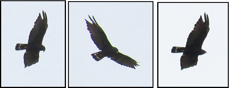 Three pictures of a bird flying in the sky