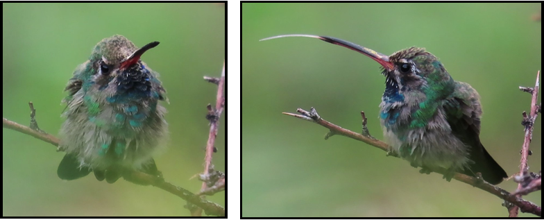 A hummingbird with a long beak is perched on a branch.