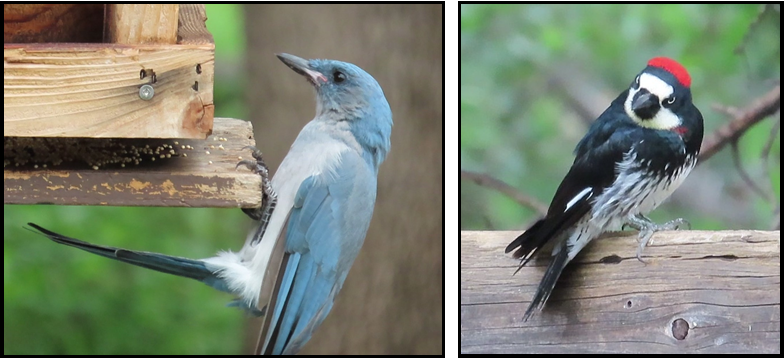 A blue jay and a black and white woodpecker are sitting on a branch.
