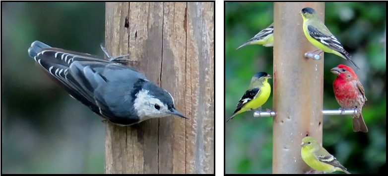 A bird is perched on a wooden post next to a bird feeder.