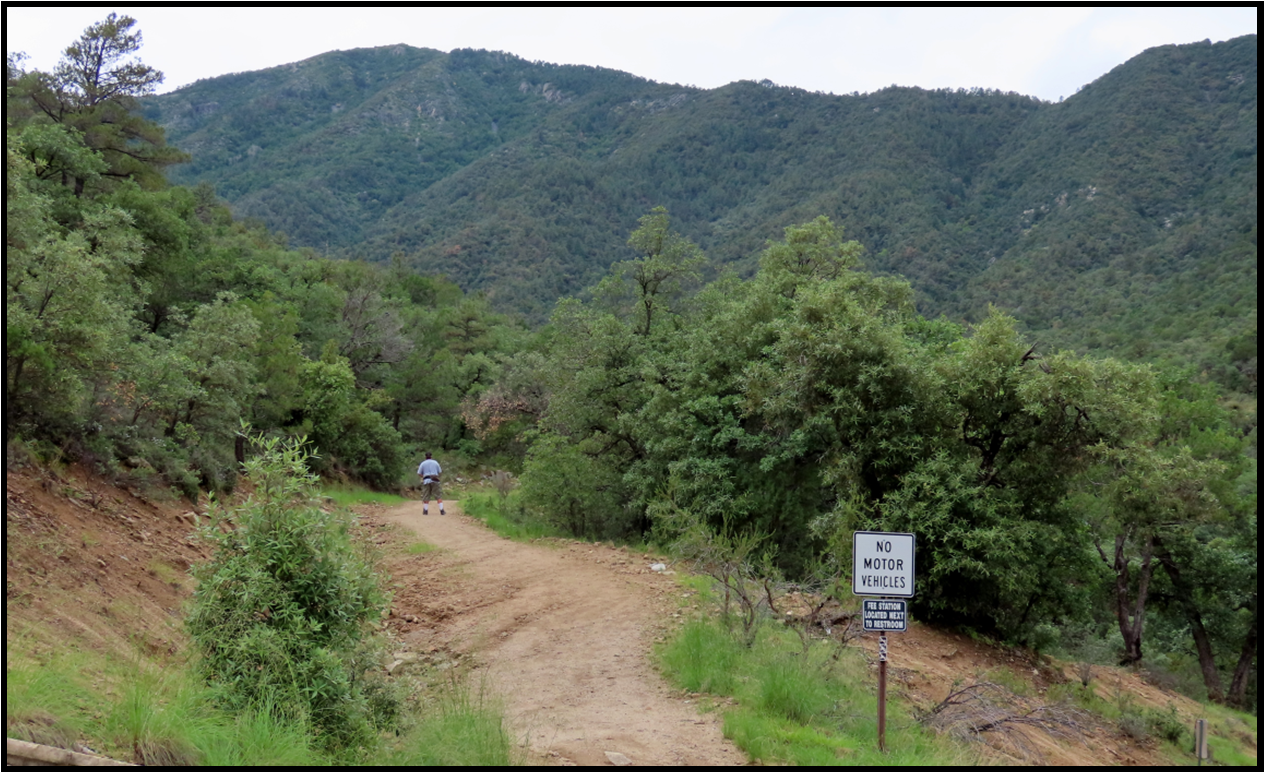 A dirt road going through a forest with mountains in the background
