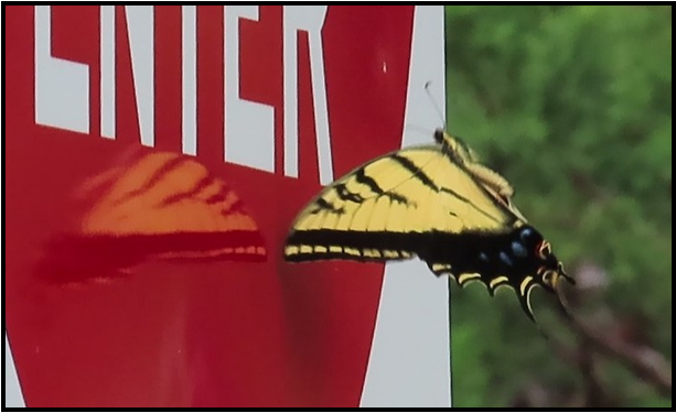 A butterfly is perched on a stop sign