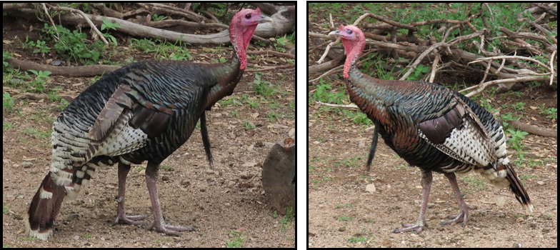 Two turkeys are standing next to each other on the ground