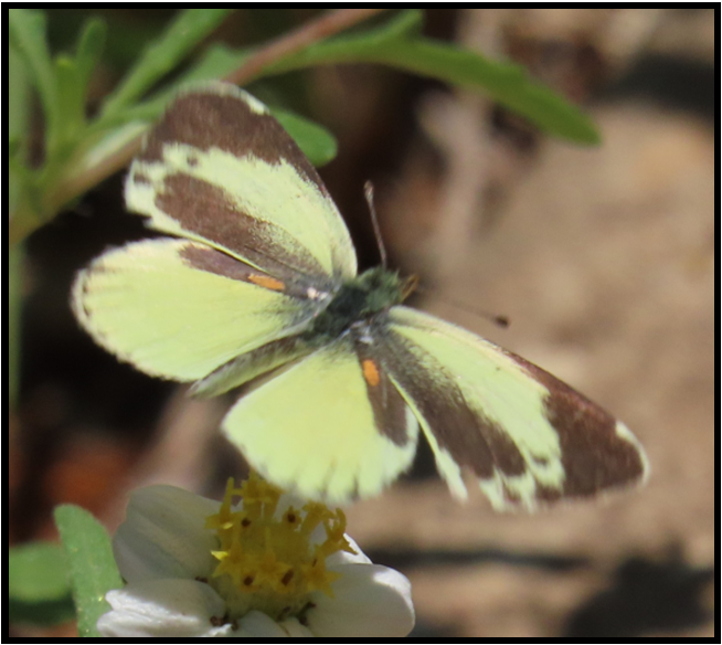 A yellow and brown butterfly is perched on a white flower