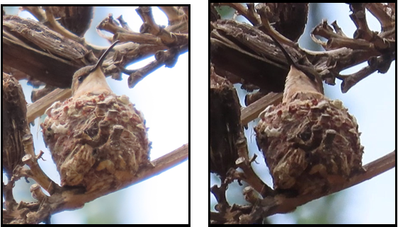 Two pictures of a tree branch with a spider on it
